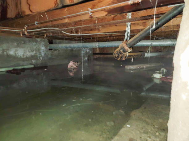 Best Ceiling water damage repair  in Bells, TX